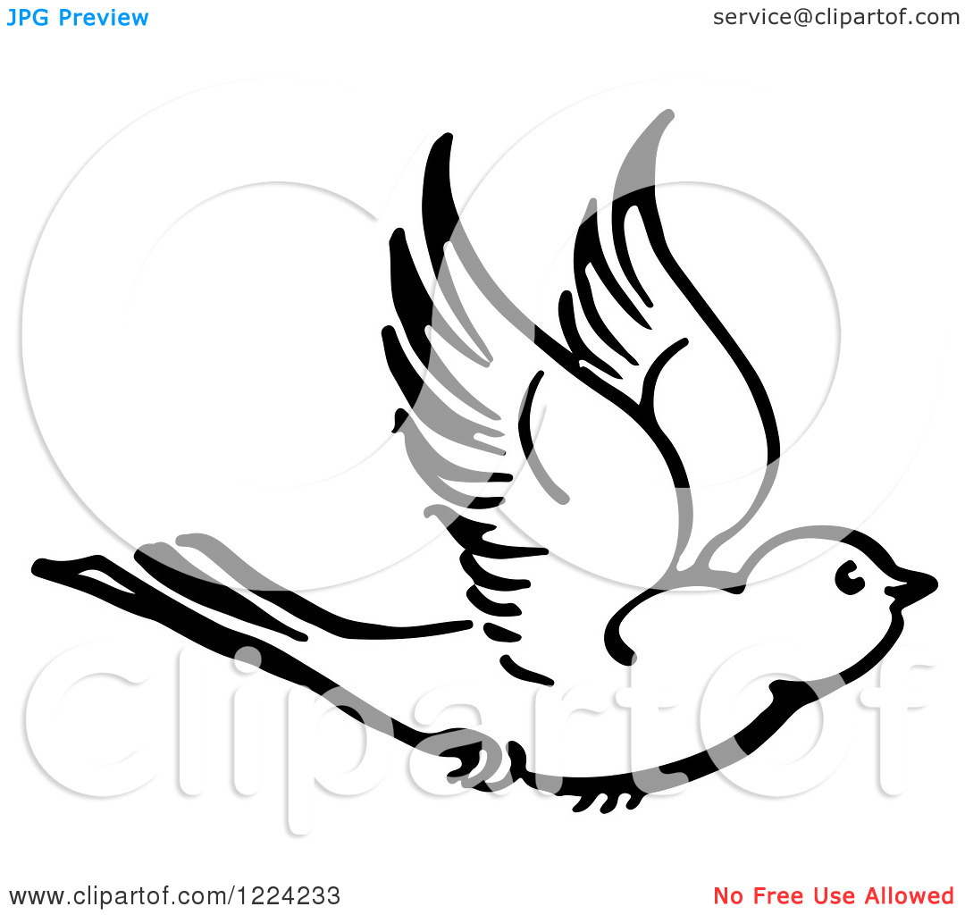 Bird Cartoon Sketch At Paintingvalley Com Explore Collection Of