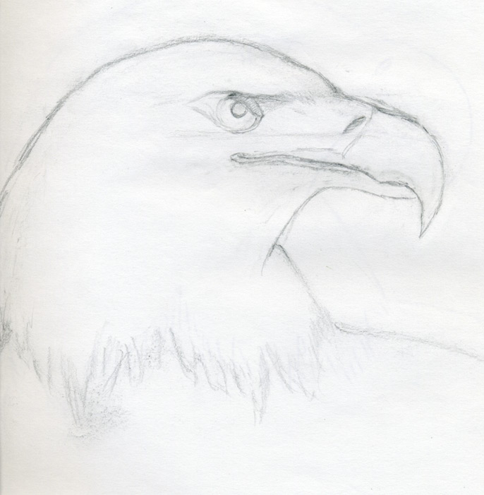 686x701 Draw A Bald Eagle - Bird Eye Sketch