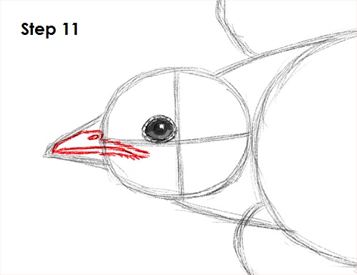 500x386 How To Draw A Swallow - Bird Eye Sketch