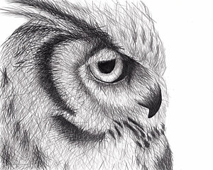 300x240 Owl Eyes Drawings - Bird Eye Sketch