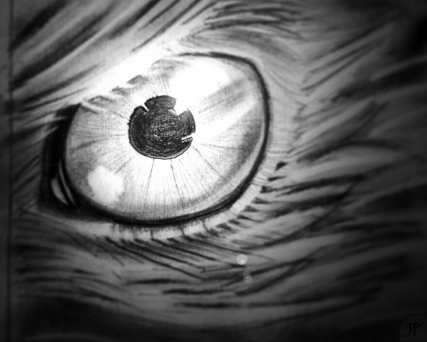 850x681 Sketch Of The Eye Of A Bird Of Prey. [Image Credit Jean Philippe - Bird Eye Sketch