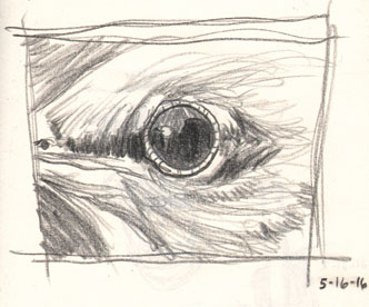 332x276 Tattooed Sky Bird Eye Sketch - Bird Eye Sketch