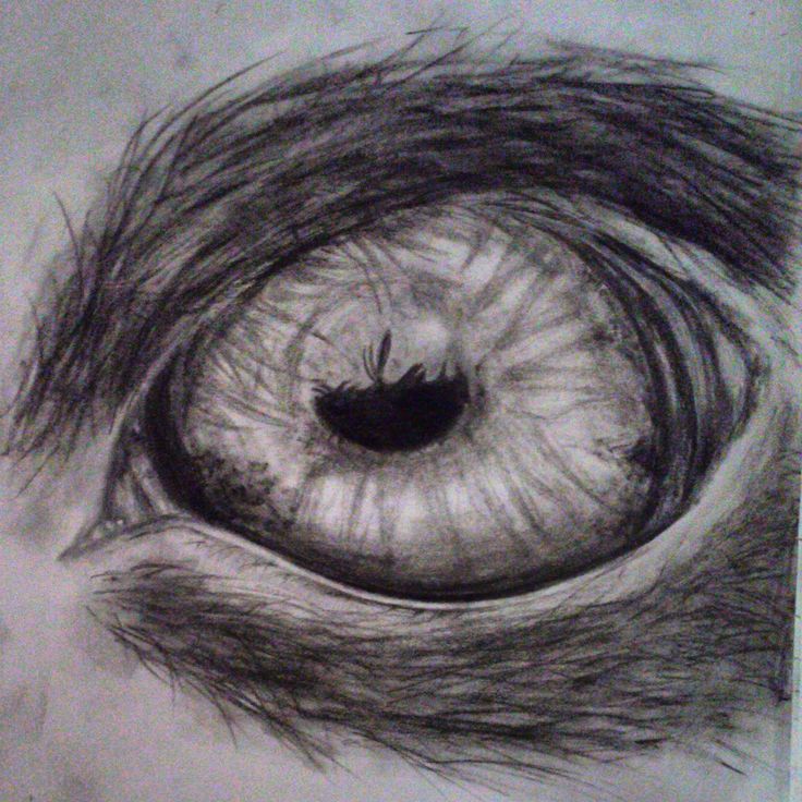 736x736 Wywanna Play Sketches Sketches And Plays - Bird Eye Sketch