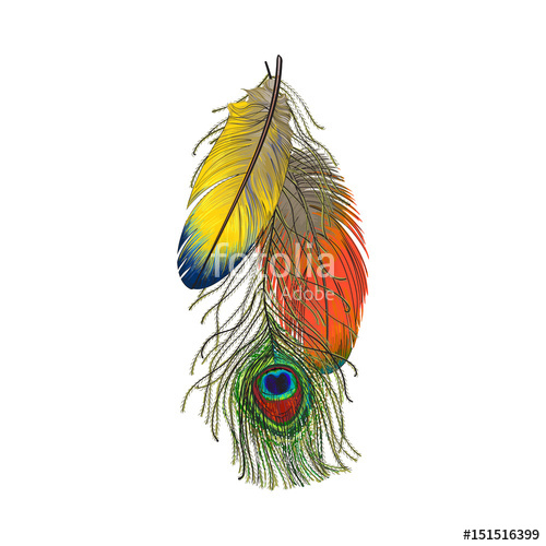 500x500 Hand Drawn Set Of Colorful Bird Feathers, Parrots And Peacock - Bird Feather Sketch