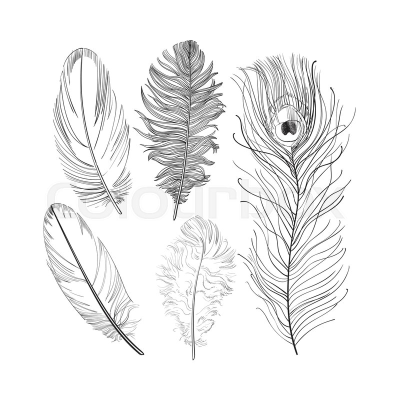800x800 Hand Drawn Set Of Various Black And White Bird Feathers, Sketch - Bird Feather Sketch