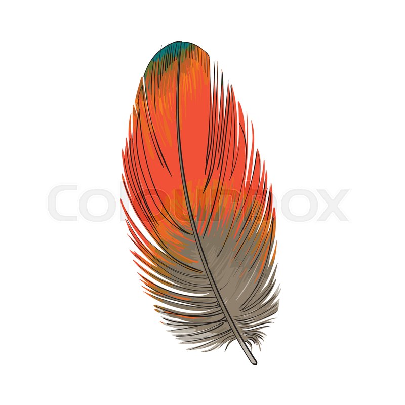 800x800 Hand Drawn Smoth Orange Tropical, Exotic Bird, Parrot Feather - Bird Feather Sketch