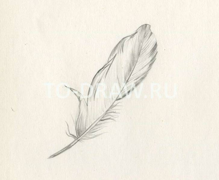 727x600 How To Draw A Bird Feather Pencil Step 2 - Bird Feather Sketch
