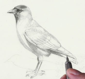 350x324 How To Draw Birds And Master Feathers In 4 Simple Steps Mark - Bird Feather Sketch