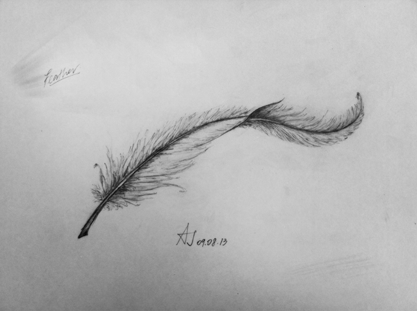 600x448 Bird Feather Images - Bird Feather Sketch