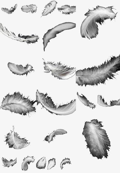 500x722 Feather, Black And White, Sketch, Bird Feathers Png Image And - Bird Feather Sketch