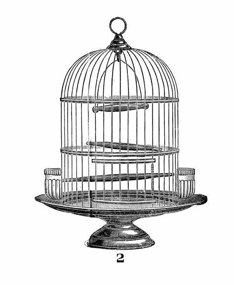 Bird In A Cage Sketch