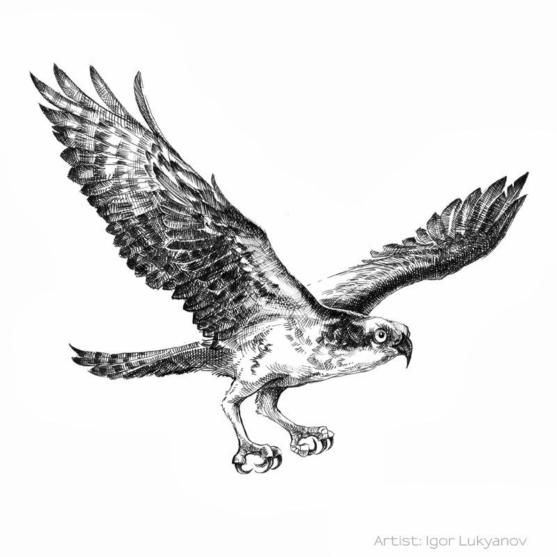 800x800 Flying Bird Drawing, Pencil, Sketch, Colorful, Realistic Art - Bird In Flight Sketch