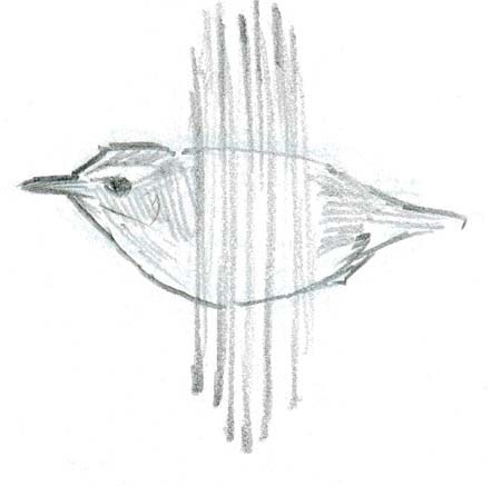 450x437 How To Draw Birds In Flight - Bird In Flight Sketch