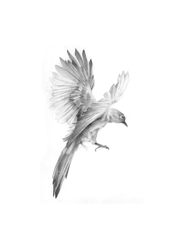 Bird In Flight Sketch at Explore collection of