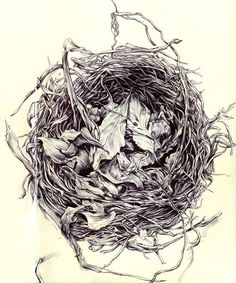 236x283 Amy Holliday Illustration Sketchbook Garden Bird Nest With - Bird Nest Sketches