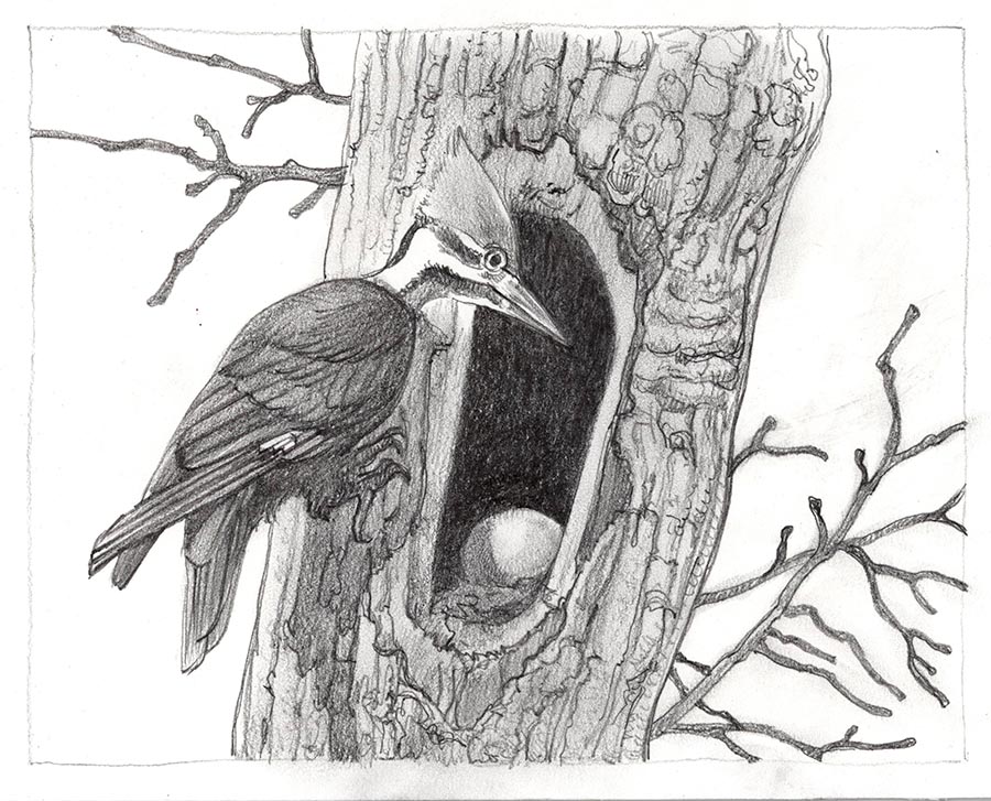 Bird Nest Sketches at PaintingValley.com | Explore collection of Bird