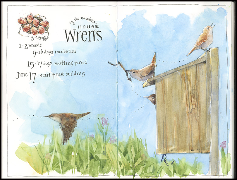 810x615 Nest Drawn In - Bird Nest Sketches