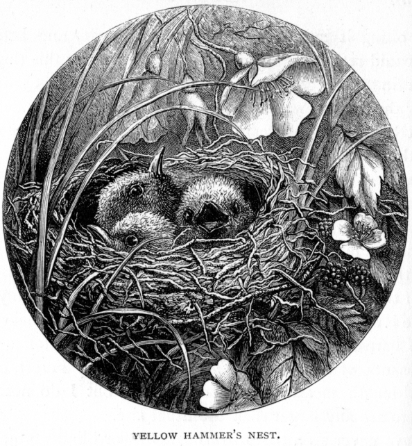 594x642 Sketches Of The Wild Sports Amp Natural History Of The Highlands - Bird Nest Sketches