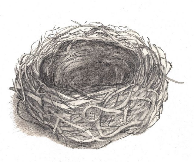 640x535 Bird Nest Drawing { Kunst } Drawings, Birds And - Bird Nest Sketches
