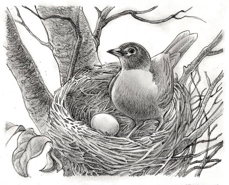 Bird Nest Sketches at Explore collection of Bird