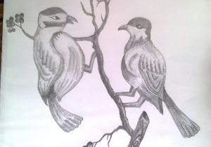 300x210 Birds 3d Art Pencil Drawing How To Draw , Birds Nest Stepstep - Bird Nest Sketches