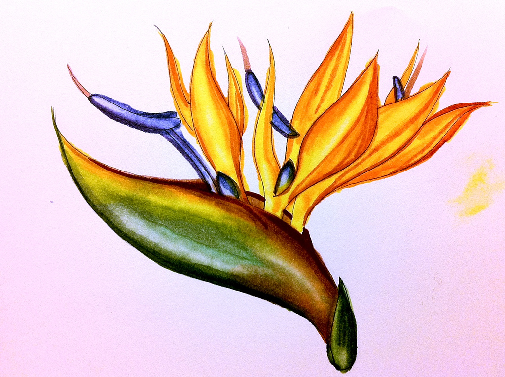 1024x765 Bird Of Paradise Flower - Bird Of Paradise Flower Sketch