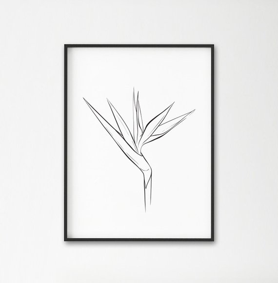 570x582 Bird Of Paradise Plant Print Tropical Flower Decor Plants Etsy - Bird Of Paradise Flower Sketch
