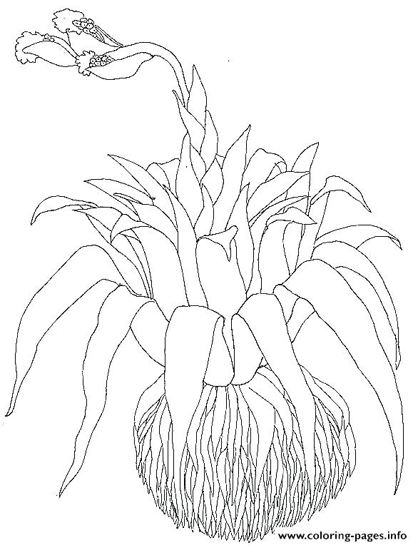 586x764 Coloring Pages Bird Birds Of Paradise - Bird Of Paradise Flower Sketch