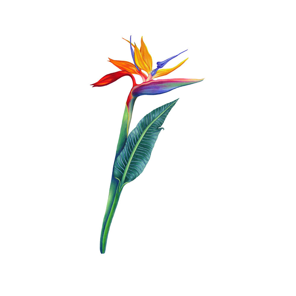 1000x1000 Drawn Flower Bird - Bird Of Paradise Flower Sketch
