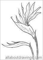 146x202 Flower Outline Drawings - Bird Of Paradise Flower Sketch