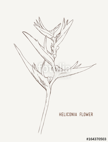 380x500 Heliconia Flowers (Wild Plantain, Lobster Claw, False Bird Of - Bird Of Paradise Flower Sketch