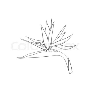 320x320 Single Bird Of Paradise, Strelizia Tropical Flower, Sketch Style - Bird Of Paradise Flower Sketch