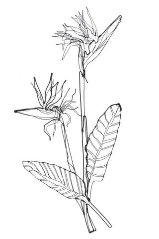 320x480 Wall Art Livafrika - Bird Of Paradise Flower Sketch