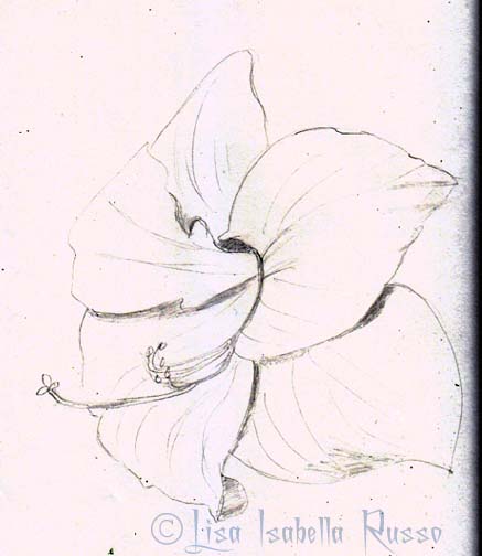 437x504 The Fine Art And Ramblings Of Lisa Isabella Russo My Photograph - Bird Of Paradise Flower Sketch