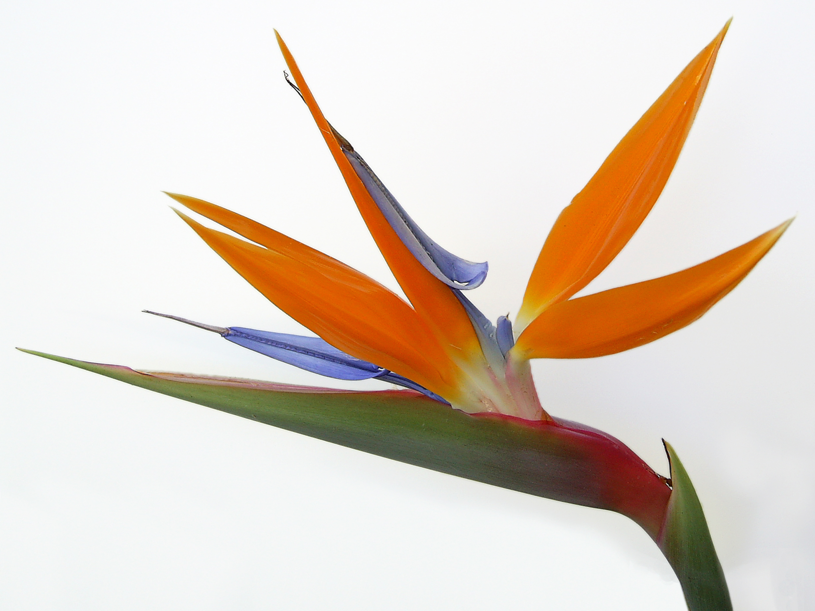 2848x2136 Bird Of Paradise Flower Drawing - Bird Of Paradise Flower Sketch