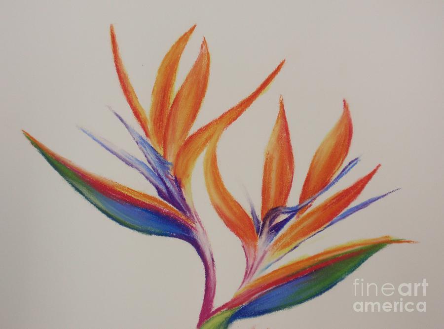 900x666 Bird Paradise Flowers Sketches Gardening Flower And Vegetables - Bird Of Paradise Flower Sketch