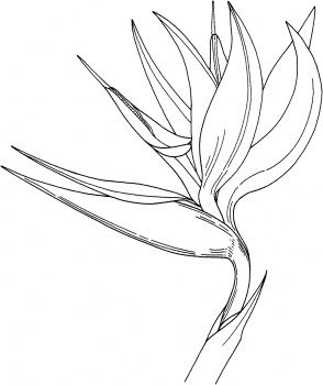 294x350 Bird Of Paradise Flower Coloring - Bird Of Paradise Sketch