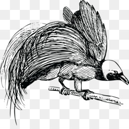 260x260 Bird Of Paradise Drawing Bird Of Prey Clip Art - Bird Of Paradise Sketch