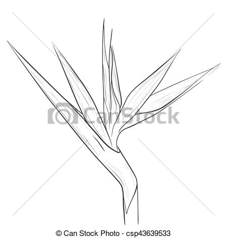 450x470 Bird Of Paradise Flower In Sketch Style. Coloring Bird Of - Bird Of Paradise Sketch