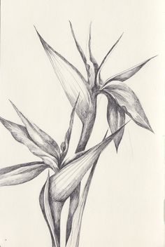 236x352 Image Result For Bird Of Paradise Flower Drawing Flores - Bird Of Paradise Sketch