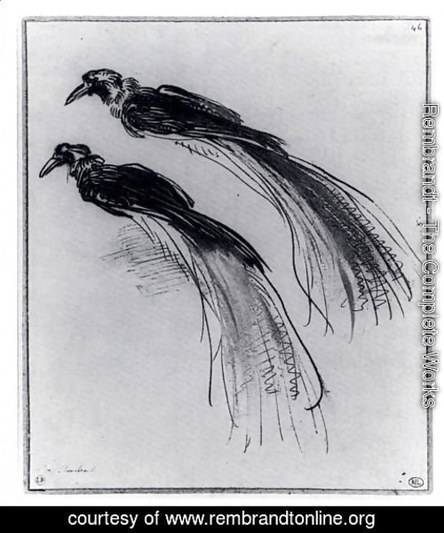 500x600 Rembrandt - Bird Of Paradise Sketch