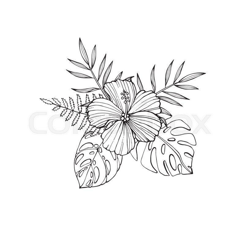 800x800 Tropical Flowers - Bird Of Paradise Sketch