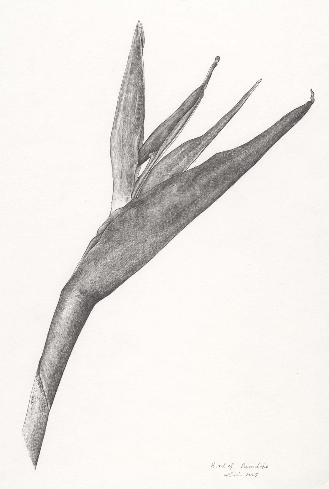 1109x1644 Bird Of Paradise Lily Mae Martin - Bird Of Paradise Sketch