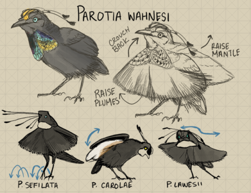 500x385 Bird Of Paradise Drawing Tumblr - Bird Of Paradise Sketch