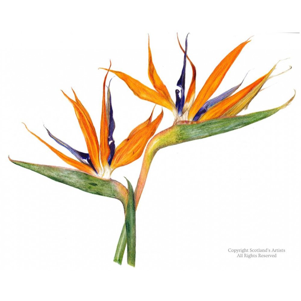 Bird Of Paradise Sketch at Explore collection of