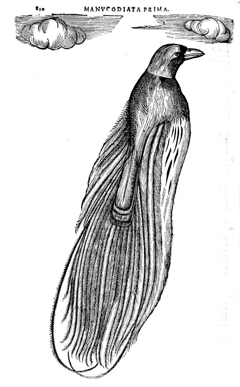 800x1290 Birds Of Paradise List Of Figures - Bird Of Paradise Sketch