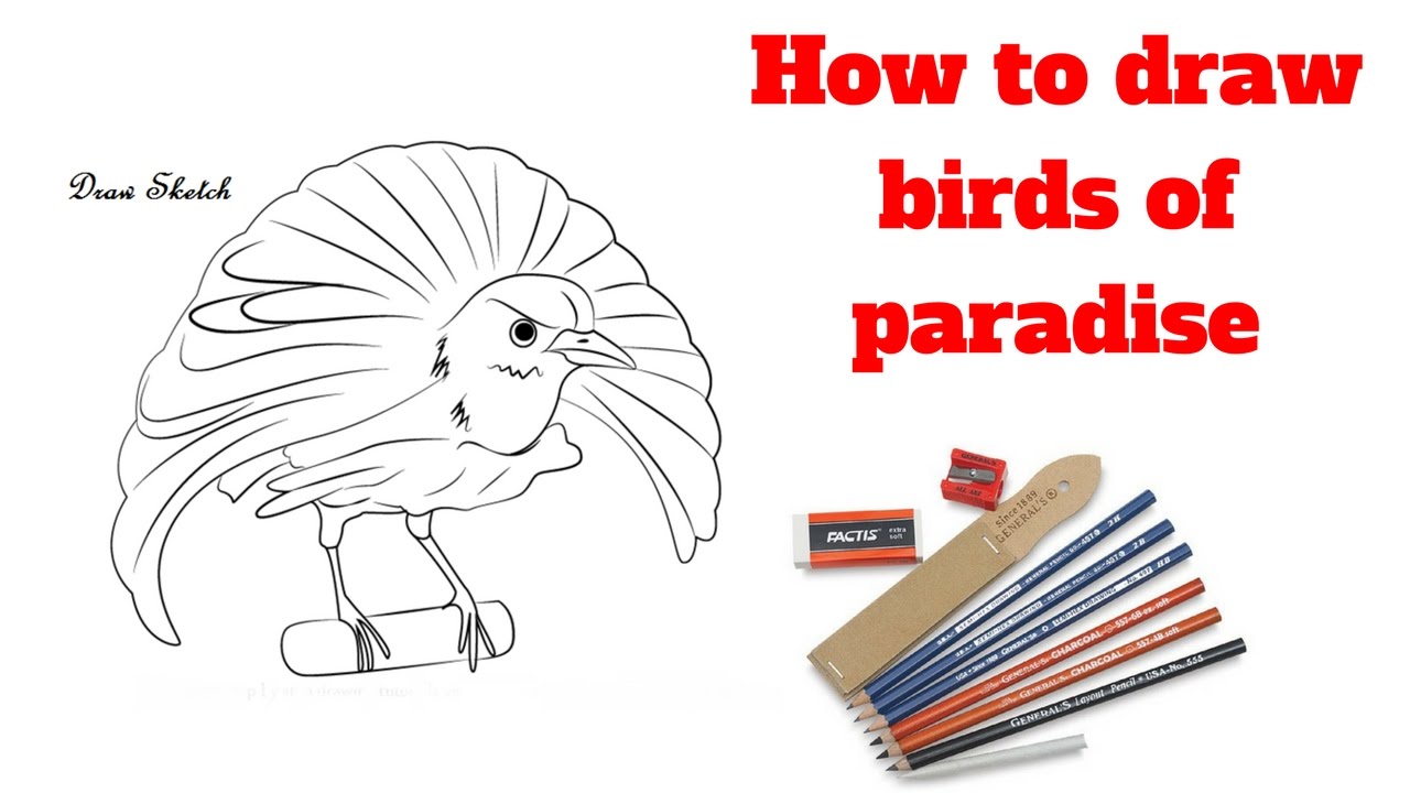 Bird Of Paradise Sketch at Explore collection of