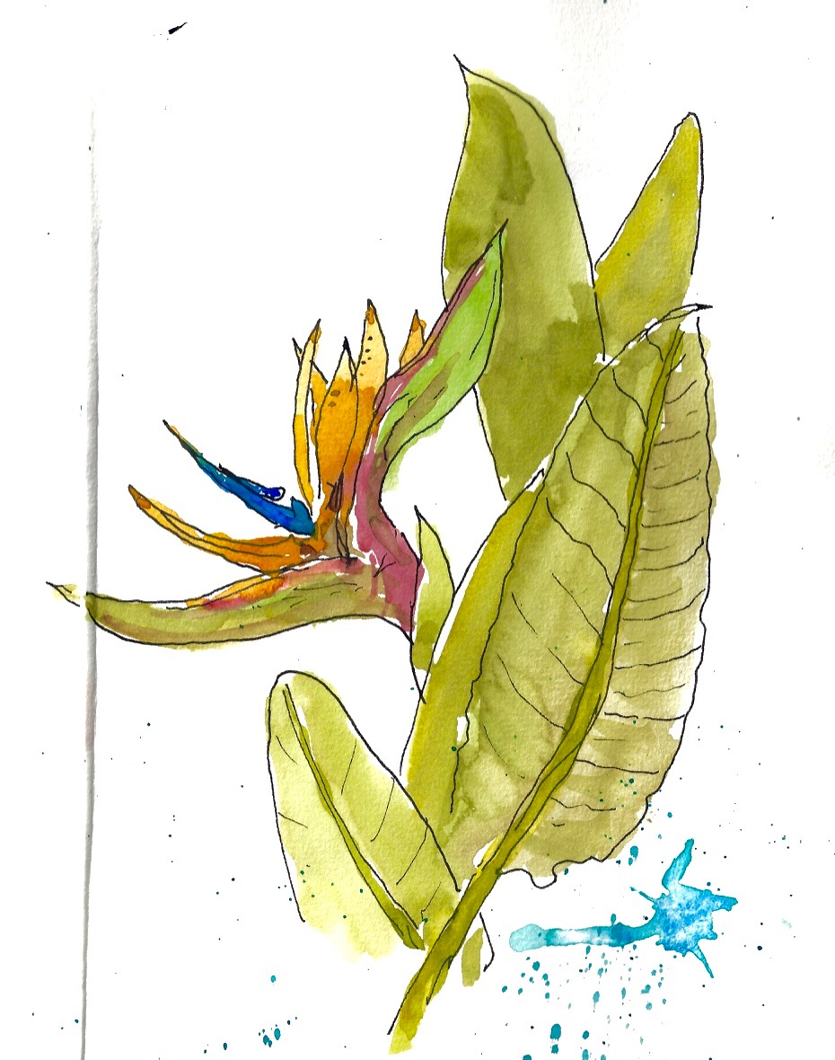 930x1180 Sketch Journal Bird Of Paradise - Bird Of Paradise Sketch