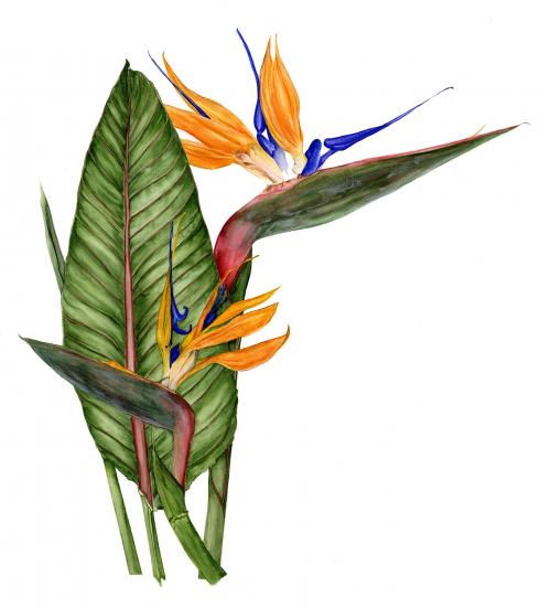 490x550 Bird Of Paradise Clipart Colourful Bird - Bird Of Paradise Sketch