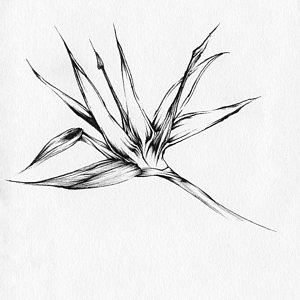 300x300 Bird Of Paradise Drawing By Christopher Lem - Bird Of Paradise Sketch